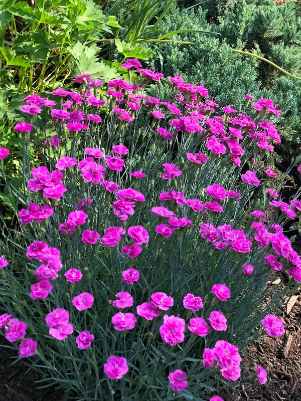 Dianthus Pink Fire