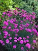 Dianthus Pink Fire