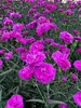 Dianthus Pink Fire