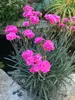 Dianthus Pink Fire