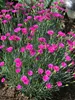 Dianthus Pink Fire