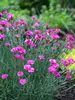 Dianthus Pink Fire