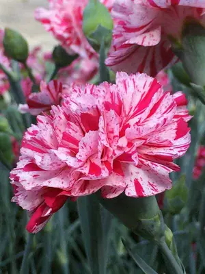 Link to Dianthus Pinball Wizard