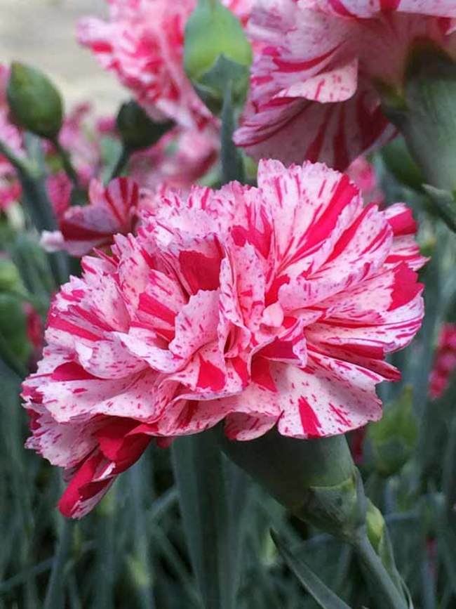 Dianthus Pinball Wizard