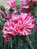 Dianthus Pinball Wizard