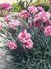 Dianthus Pinball Wizard