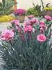 Dianthus Pinball Wizard