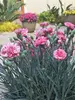 Dianthus Pinball Wizard