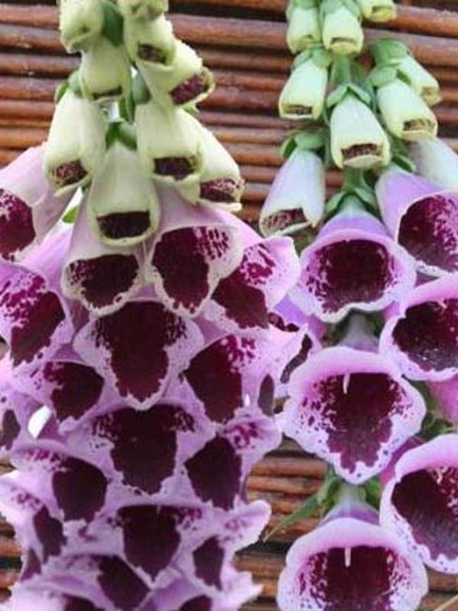 Digitalis Sugar Plum