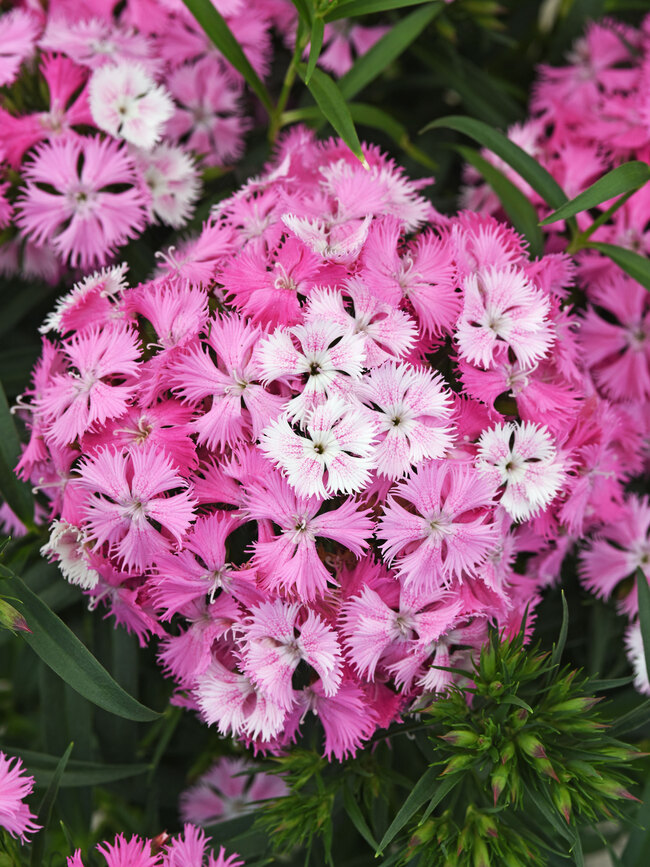 Dianthus Rockin' Pink Magic