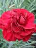 Dianthus Passion