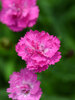 Dianthus Pink Pompom