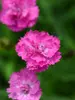 Dianthus Pink Pompom