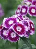 Dianthus Sweet Purple White