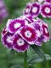 Dianthus Sweet Purple White