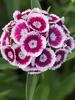 Dianthus Sweet Purple White