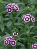 Dianthus Sweet Purple White