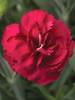 Dianthus Radiance