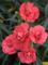 Dianthus Rosebud