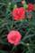 Dianthus Rosebud