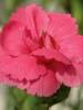 Dianthus Rosebud