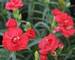 Dianthus Rosebud