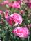 Dianthus Rosy Cheeks