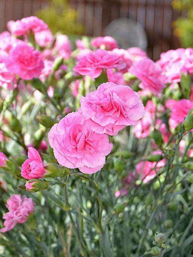 Dianthus Rosy Cheeks