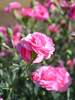 Dianthus Rosy Cheeks