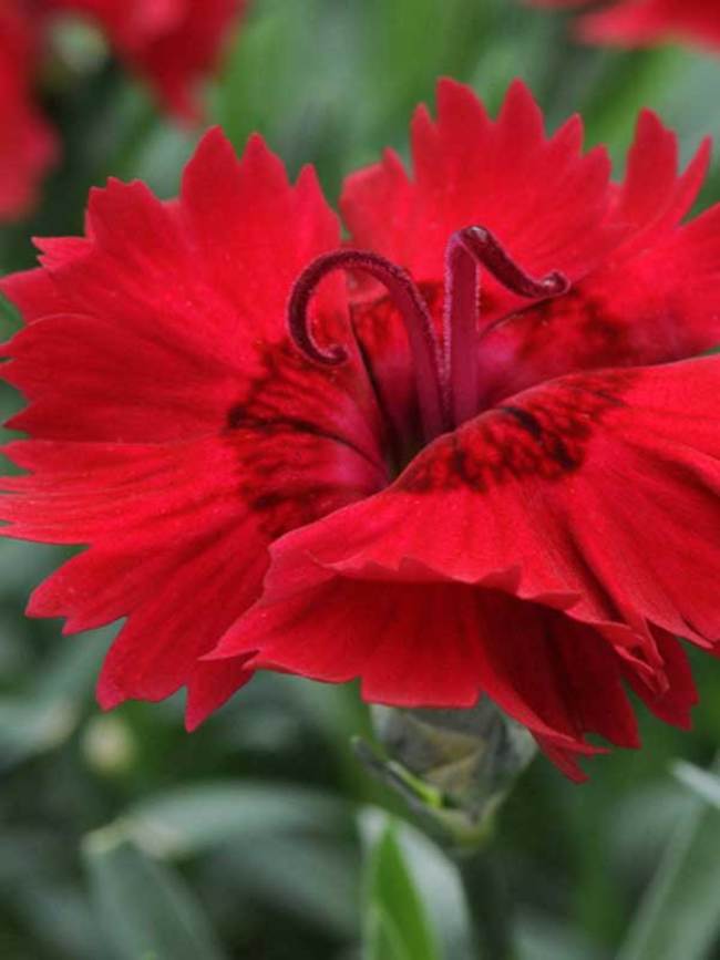 Dianthus Red Beauty
