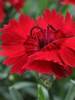 Dianthus Red Beauty