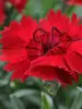 Dianthus Red Beauty