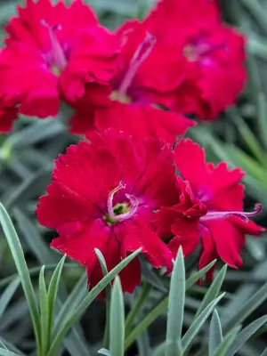 Link to Dianthus Red Garnet