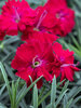 Dianthus Red Garnet