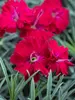 Dianthus Red Garnet