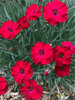 Dianthus Red Garnet