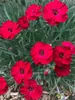 Dianthus Red Garnet
