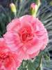 Dianthus Romance