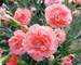 Dianthus Romance