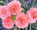 Dianthus Romance