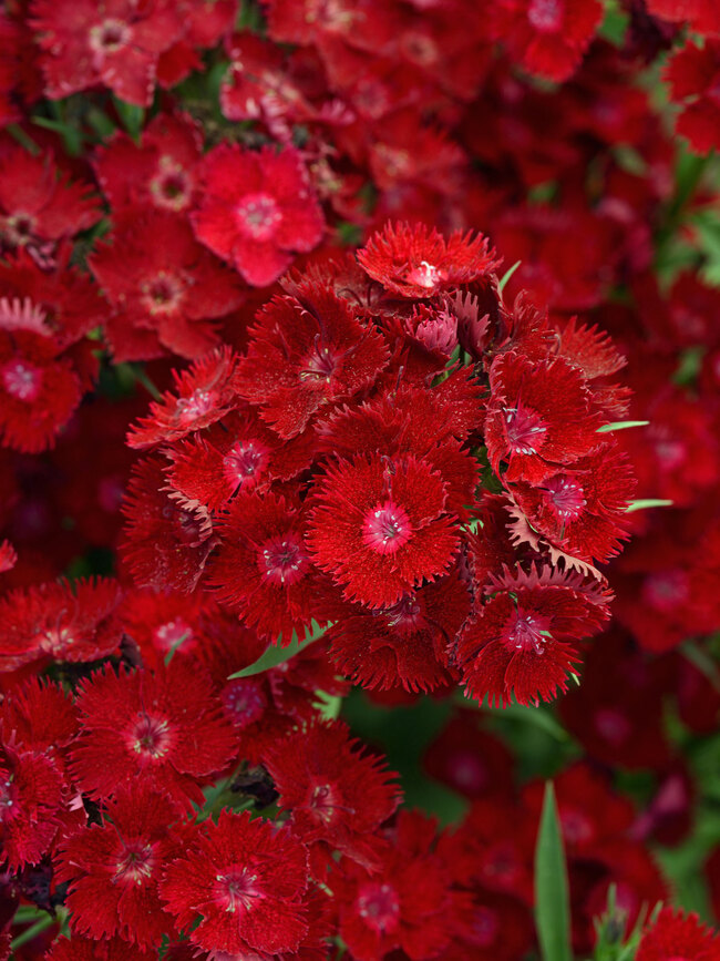 Dianthus Rockin' Red