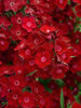 Dianthus Rockin' Red