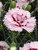 Dianthus Raspberry-Surprise