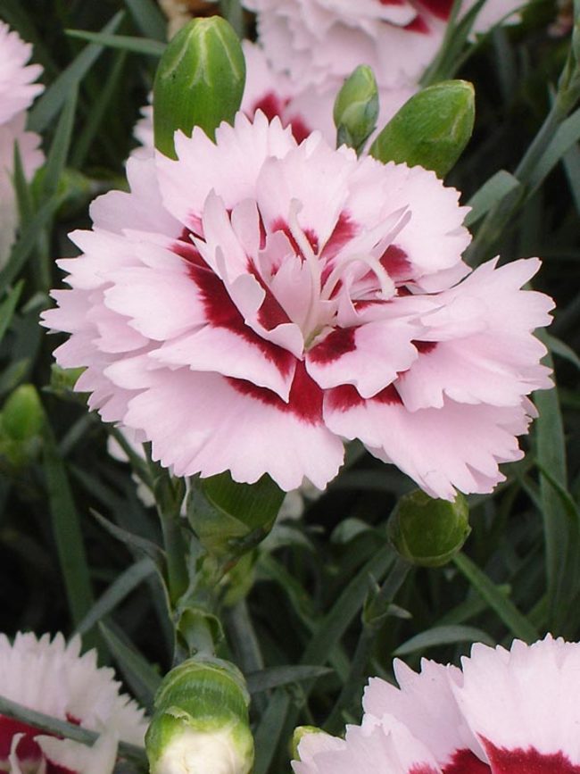 Dianthus Raspberry-Surprise