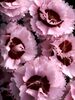 Dianthus Raspberry-Surprise