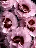 Dianthus Raspberry-Surprise
