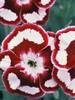 Dianthus Raspberry Swirl