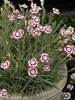 Dianthus Raspberry Swirl