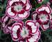 Dianthus Raspberry Swirl