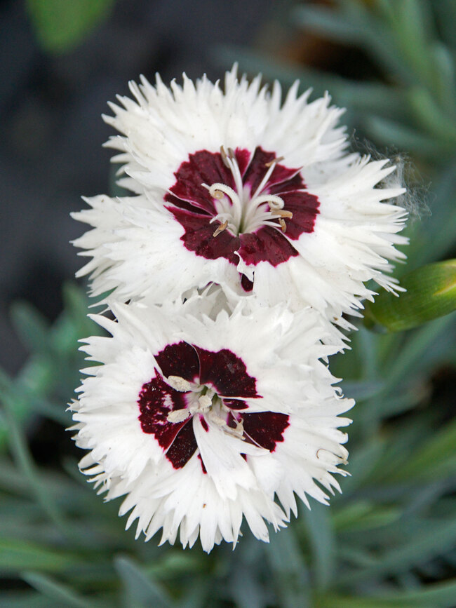 Dianthus Stargazer